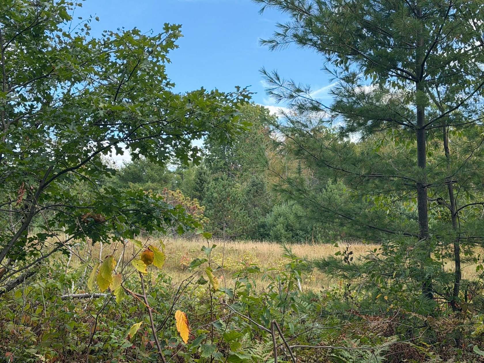 1.5 Acres of Residential Land for Sale in Minocqua, Wisconsin