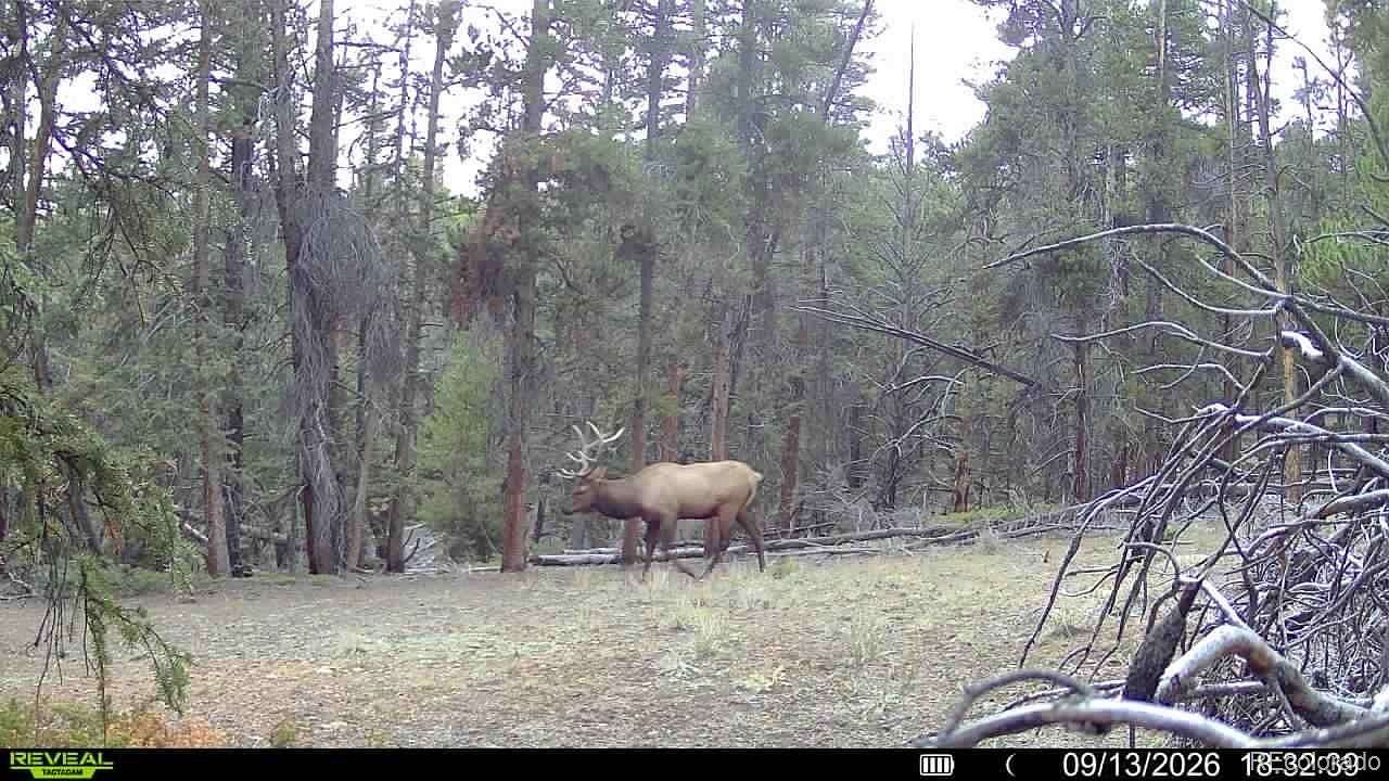 20 Acres of Recreational Land for Sale in Alma, Colorado