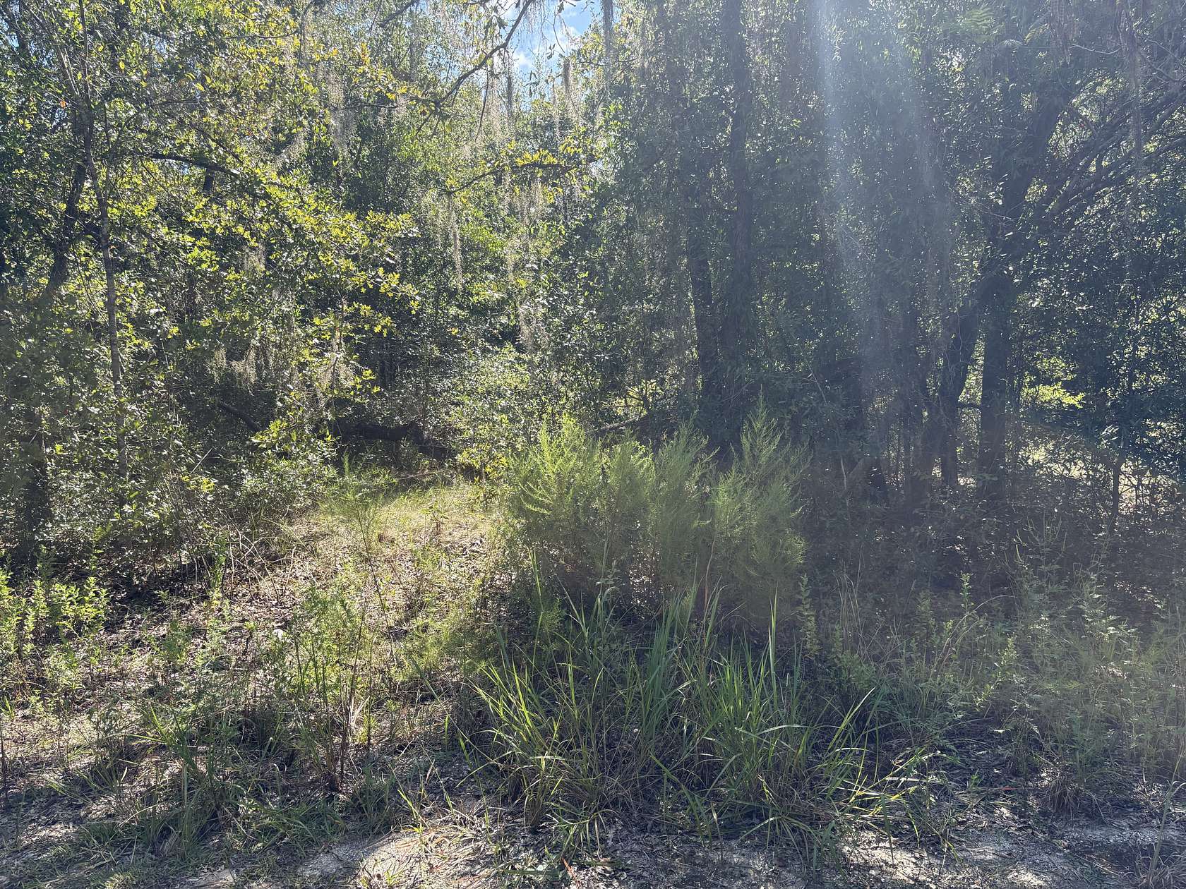 0.23 Acres of Residential Land for Sale in Williston, Florida