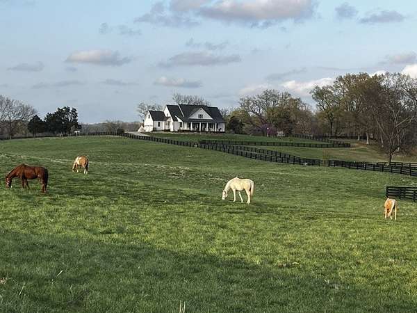 33.1 Acres of Land with Home for Sale in Springfield, Tennessee