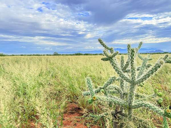 0.83 Acres of Residential Land for Sale in Pearce, Arizona