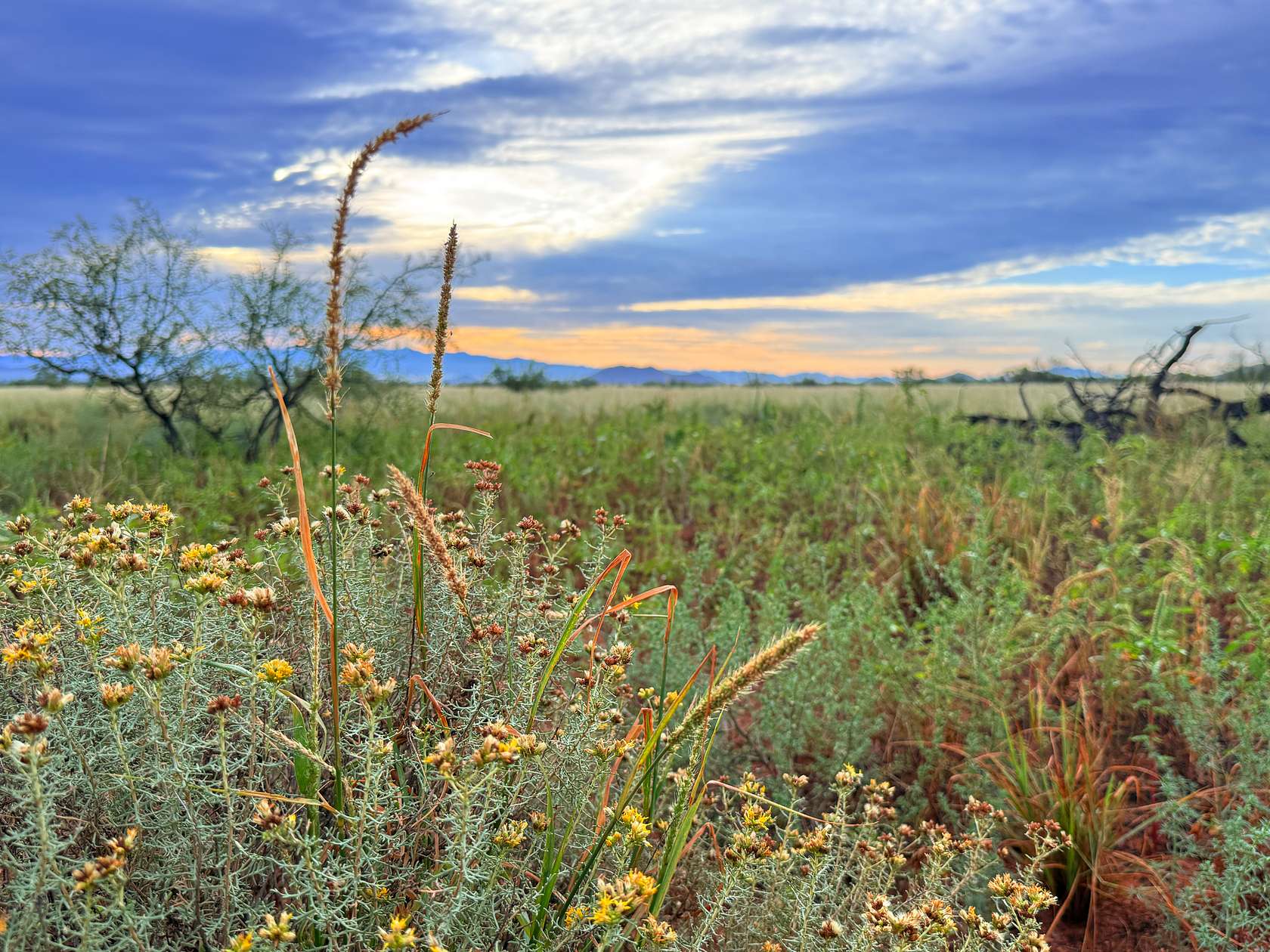 0.83 Acres of Residential Land for Sale in Pearce, Arizona