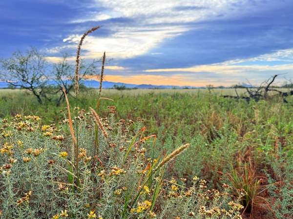 0.83 Acres of Residential Land for Sale in Pearce, Arizona