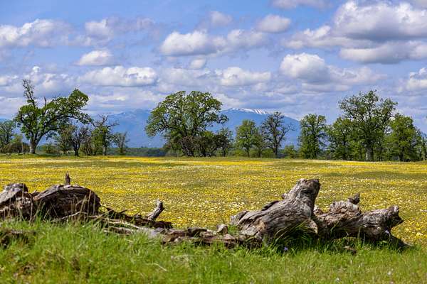 10 Acres of Residential Land for Sale in Palo Cedro, California