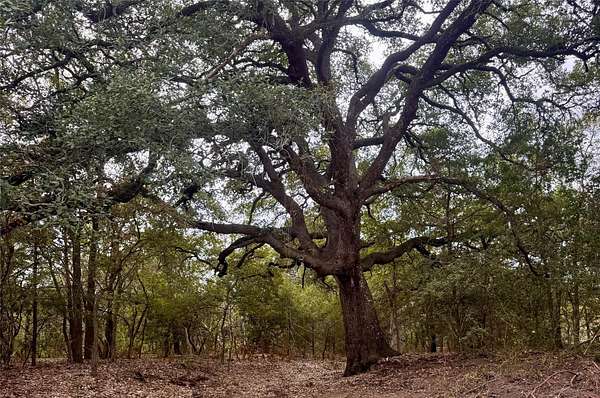 12.2 Acres of Land for Sale in Cedar Creek, Texas