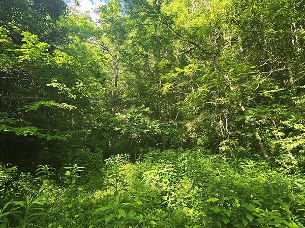 28 Acres of Land for Auction in North Tazewell, Virginia
