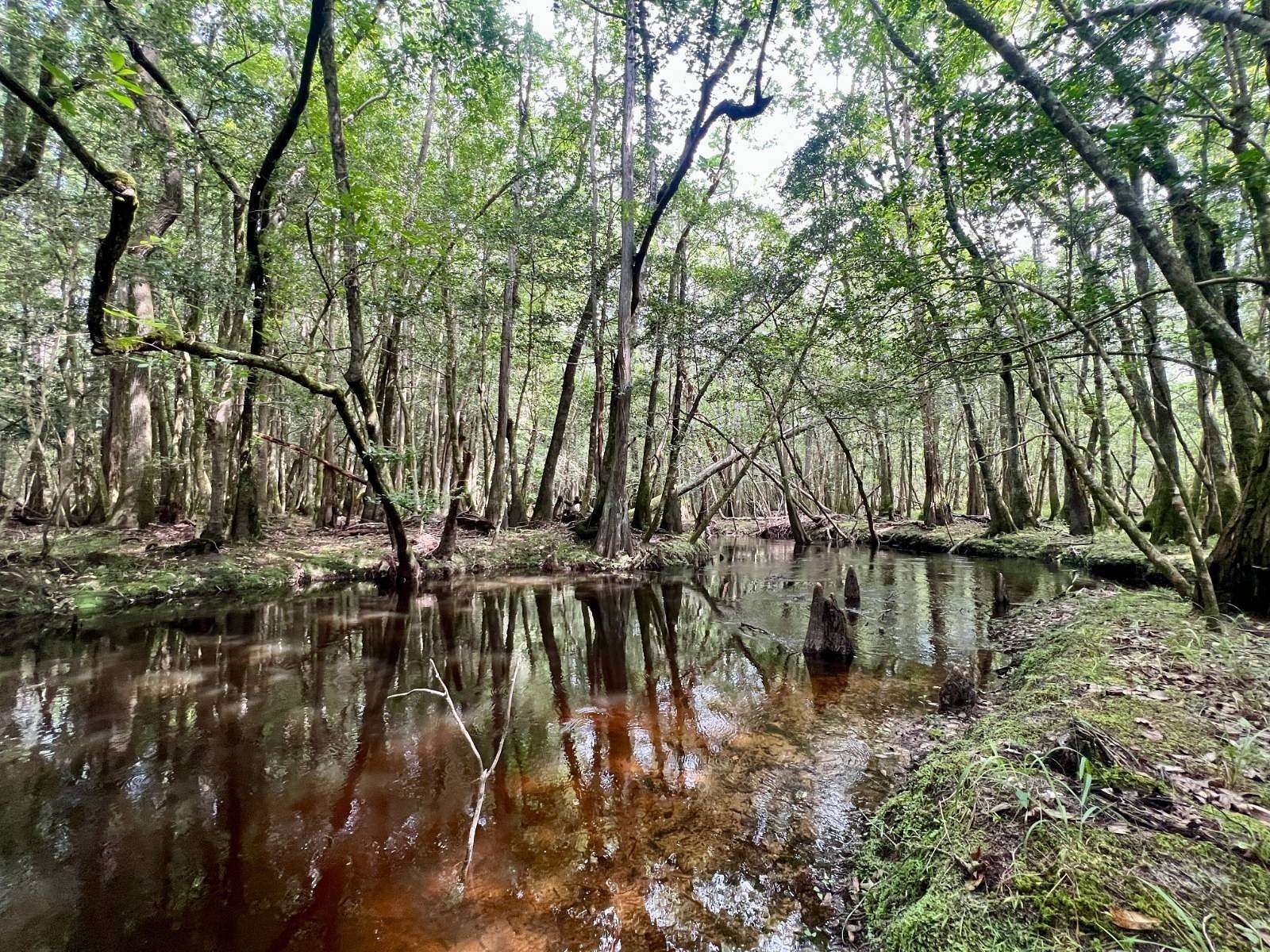 51.1 Acres of Recreational Land for Sale in Society Hill, South Carolina
