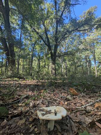 9.36 Acres of Residential Land for Sale in Crawfordville, Florida