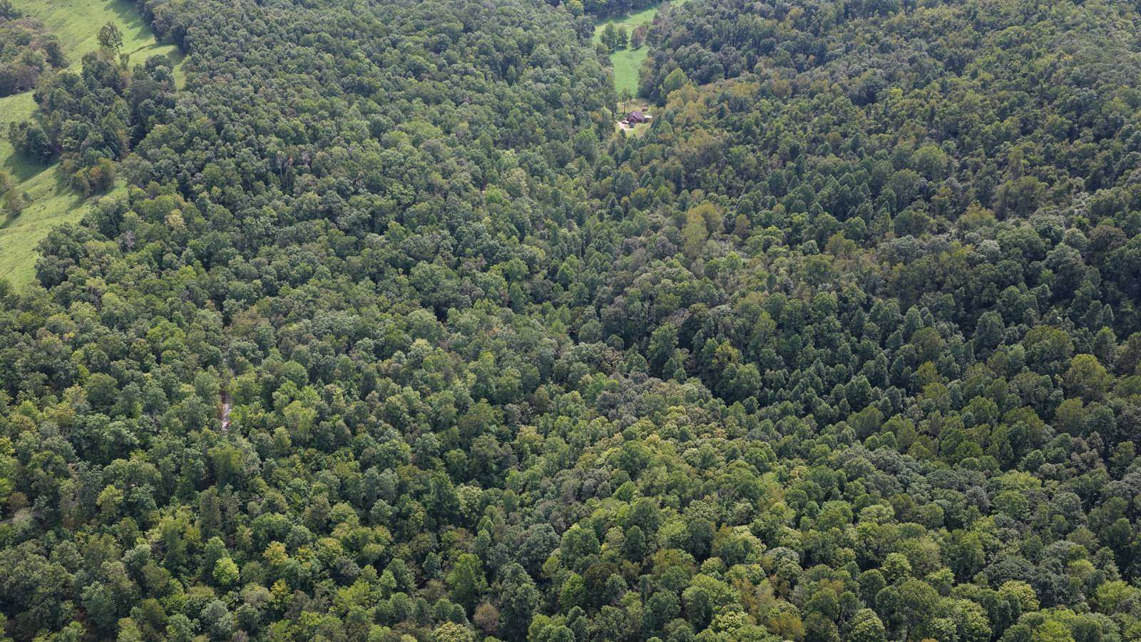 41.1 Acres of Recreational Land for Sale in Coxs Mills, West Virginia