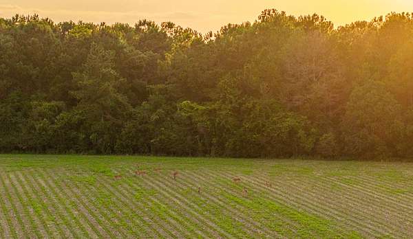 6.72 Acres of Land for Sale in Stapleton, Alabama