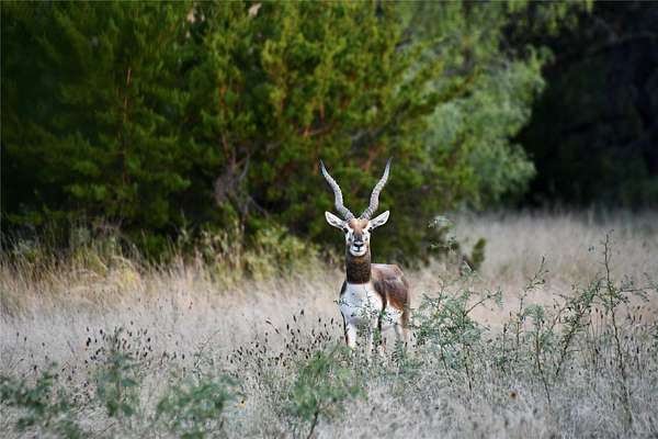 140 Acres of Recreational Land for Sale in Mullin, Texas