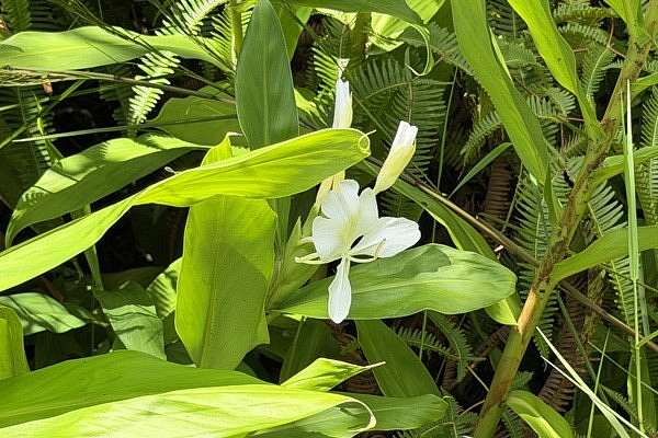 3 Acres of Land for Sale in Volcano, Hawaii
