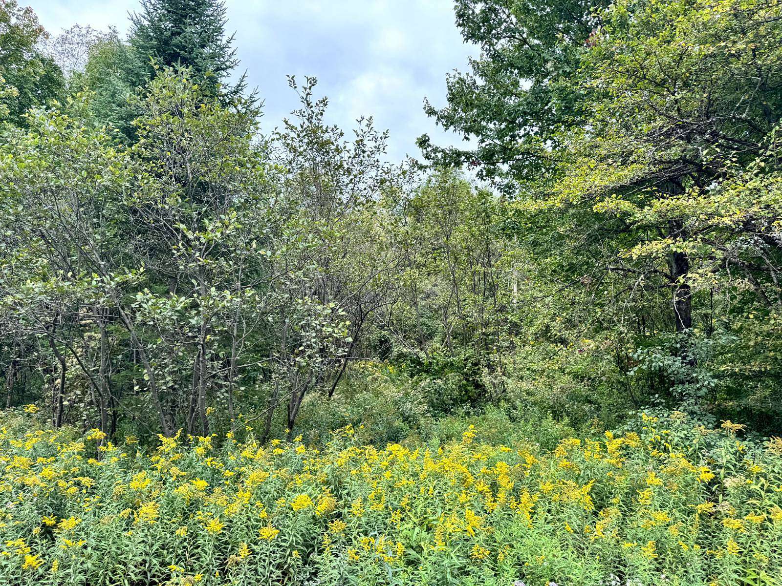 5.24 Acres of Land for Sale in West Turin Town, New York