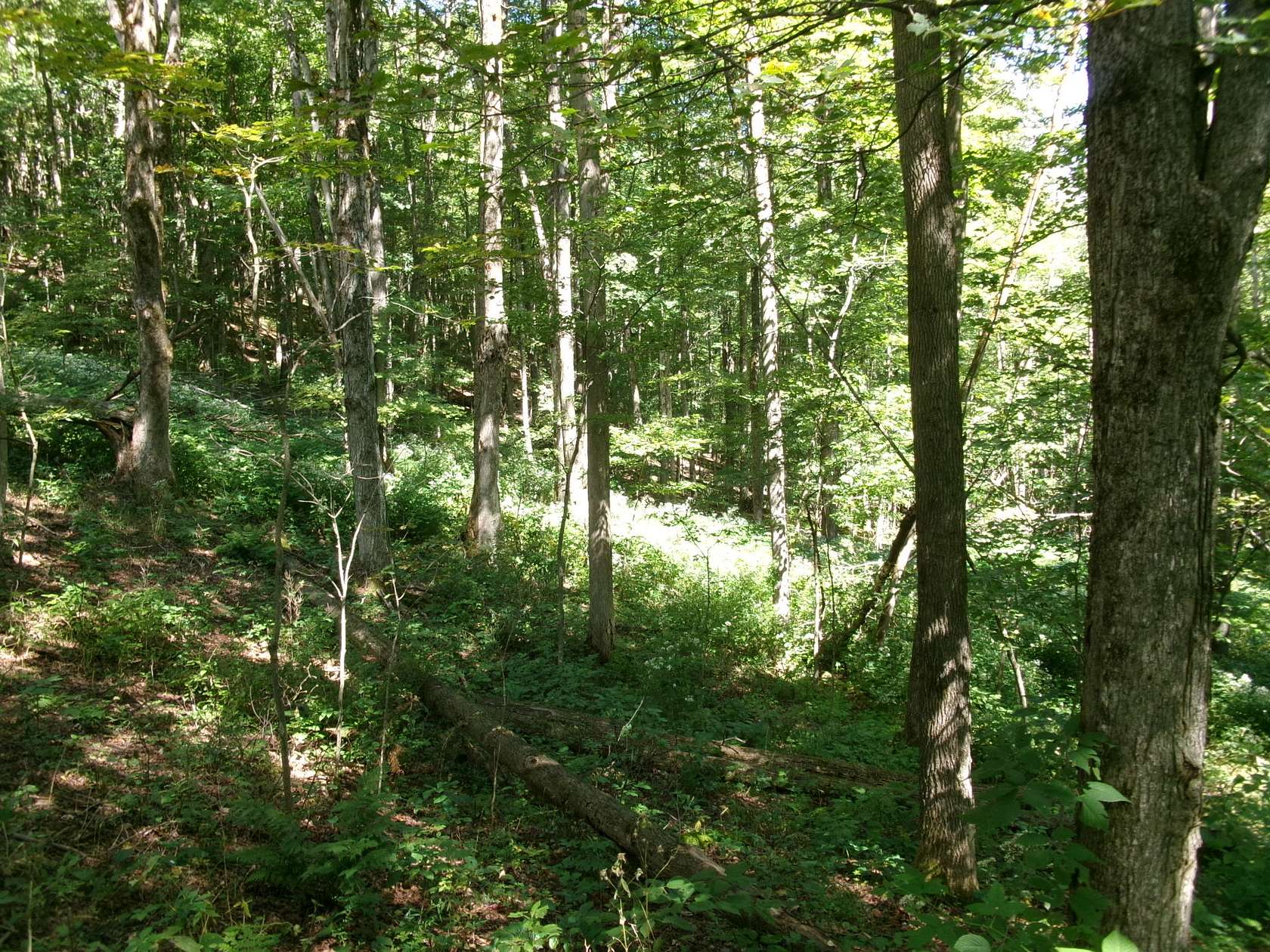 158 Acres of Recreational Land for Sale in Smyrna, New York