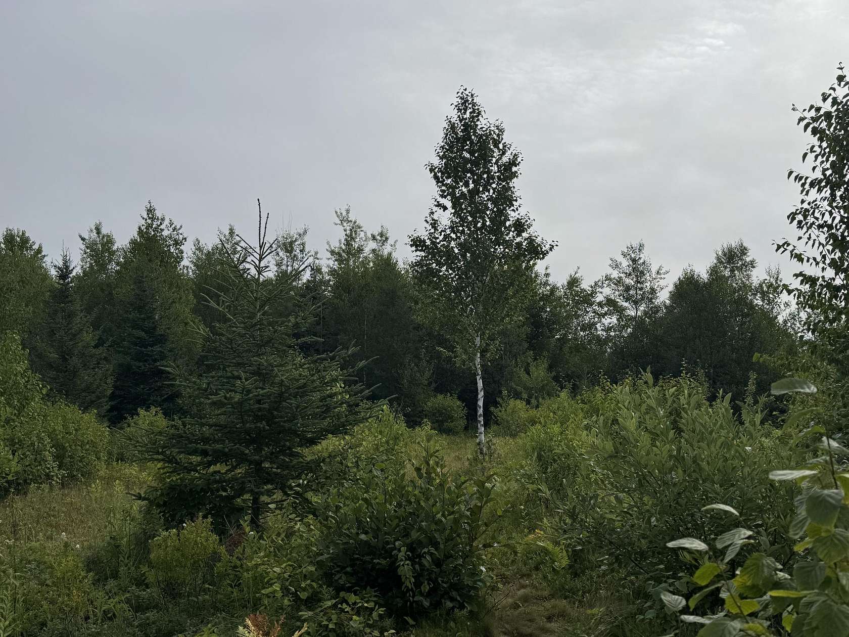 155 Acres of Land for Sale in Trescott Township, Maine