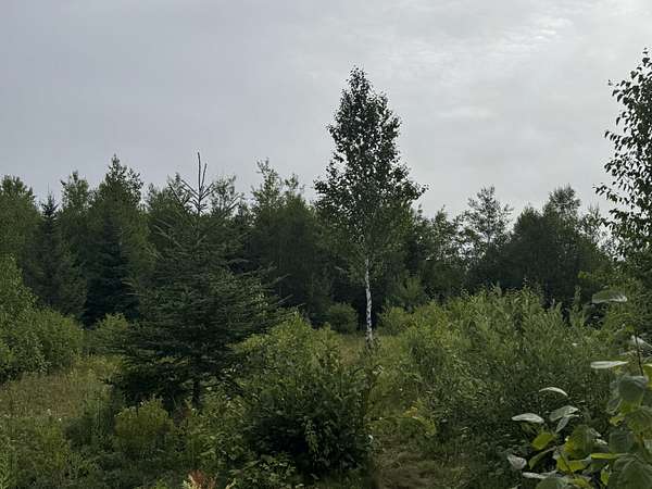 155 Acres of Land for Sale in Trescott Township, Maine