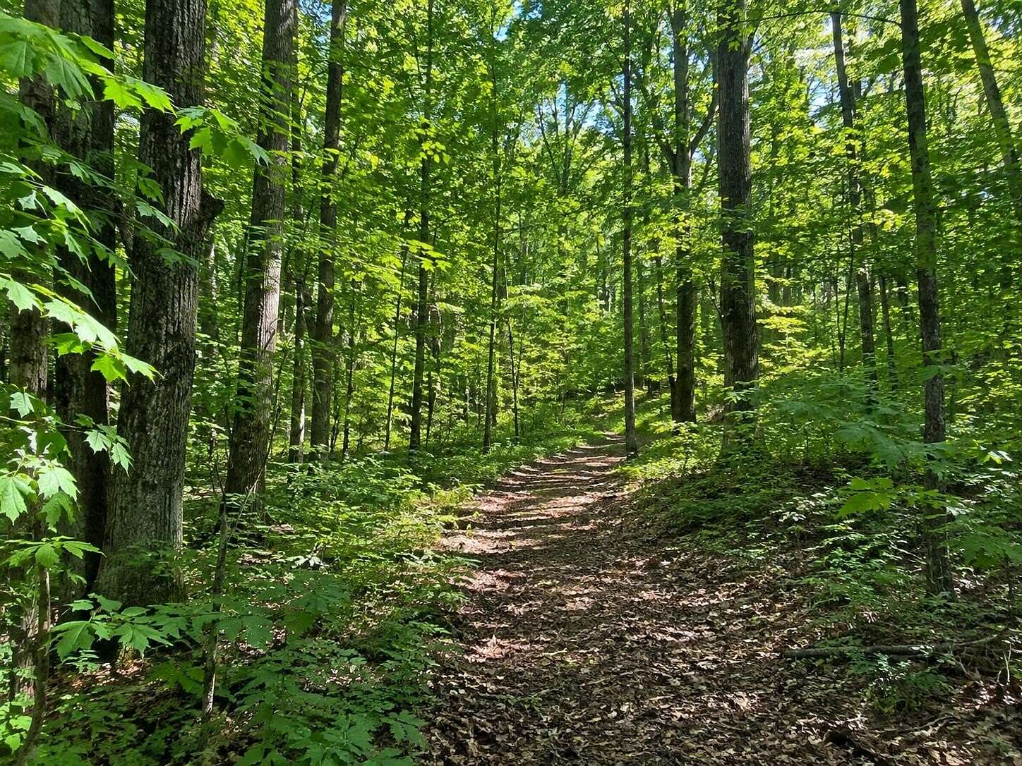 62.7 Acres of Recreational & Residential Land for Sale in South Haven, Michigan