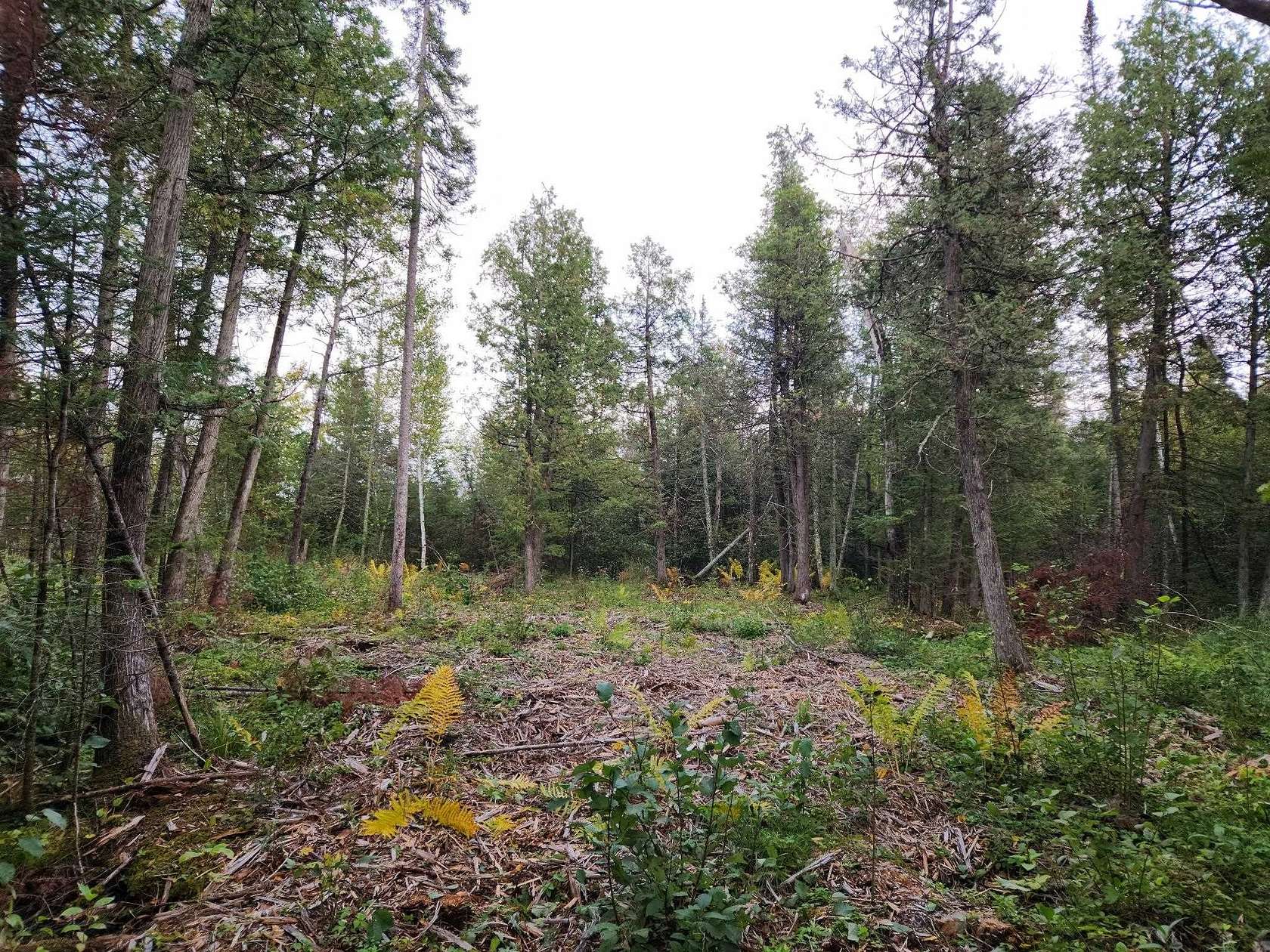 29.5 Acres of Recreational Land for Sale in Aniwa, Wisconsin