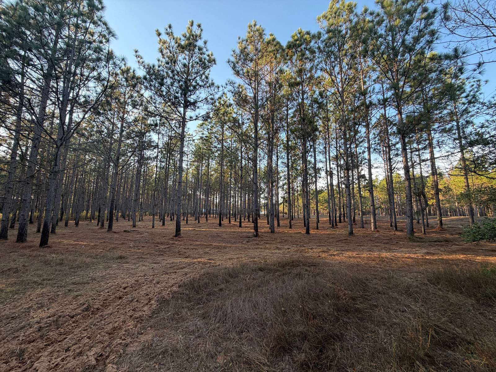 9.8 Acres of Residential Land for Sale in Troy, Alabama
