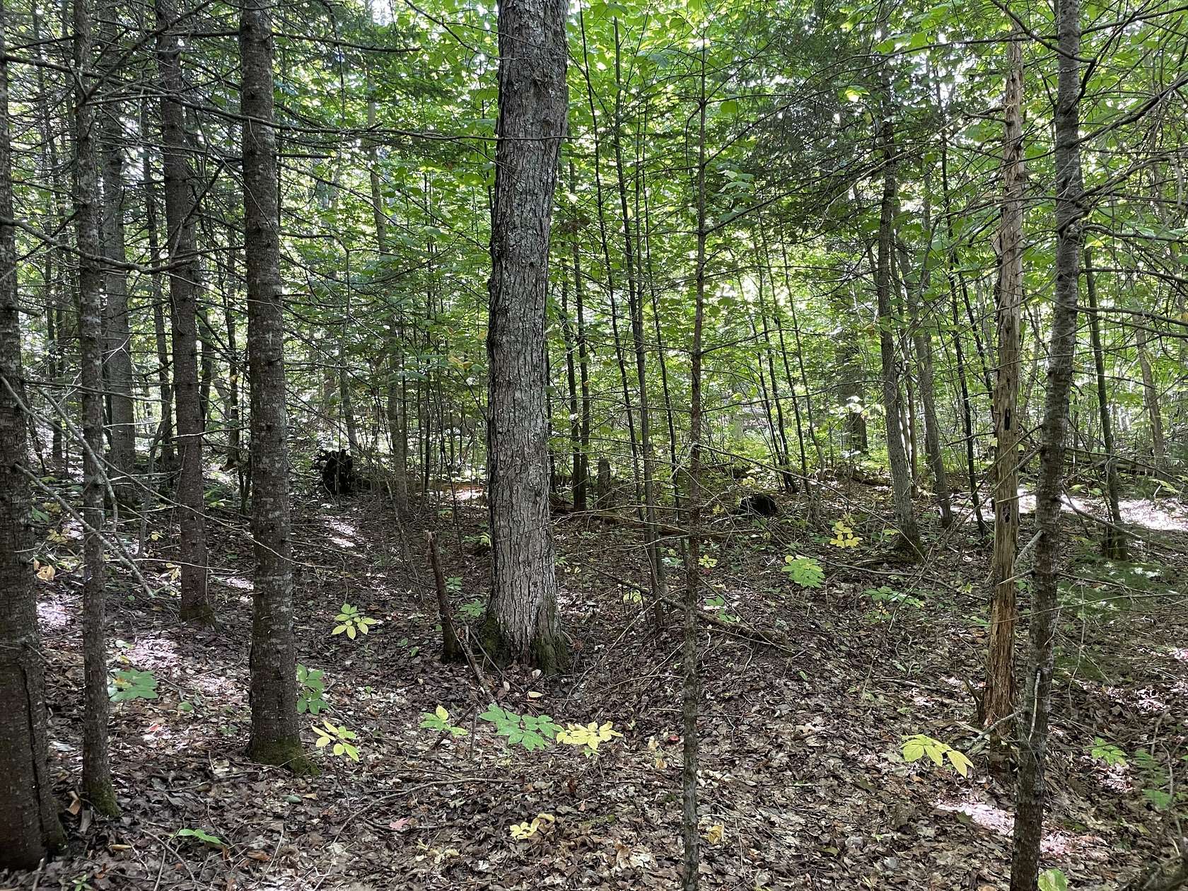 22 Acres of Recreational Land for Sale in Gould City, Michigan