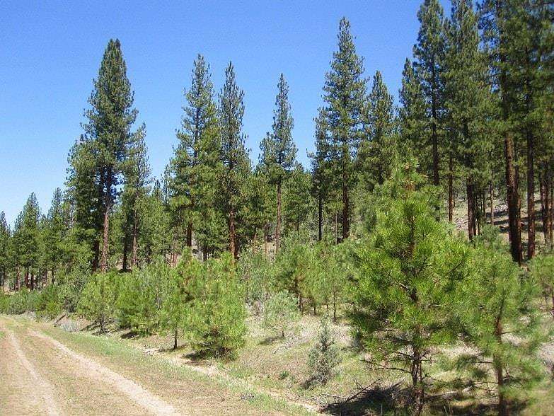 168 Acres of Land for Sale in Bieber, California
