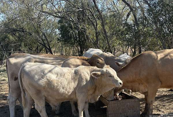 15.7 Acres of Recreational Land for Sale in St. Hedwig, Texas