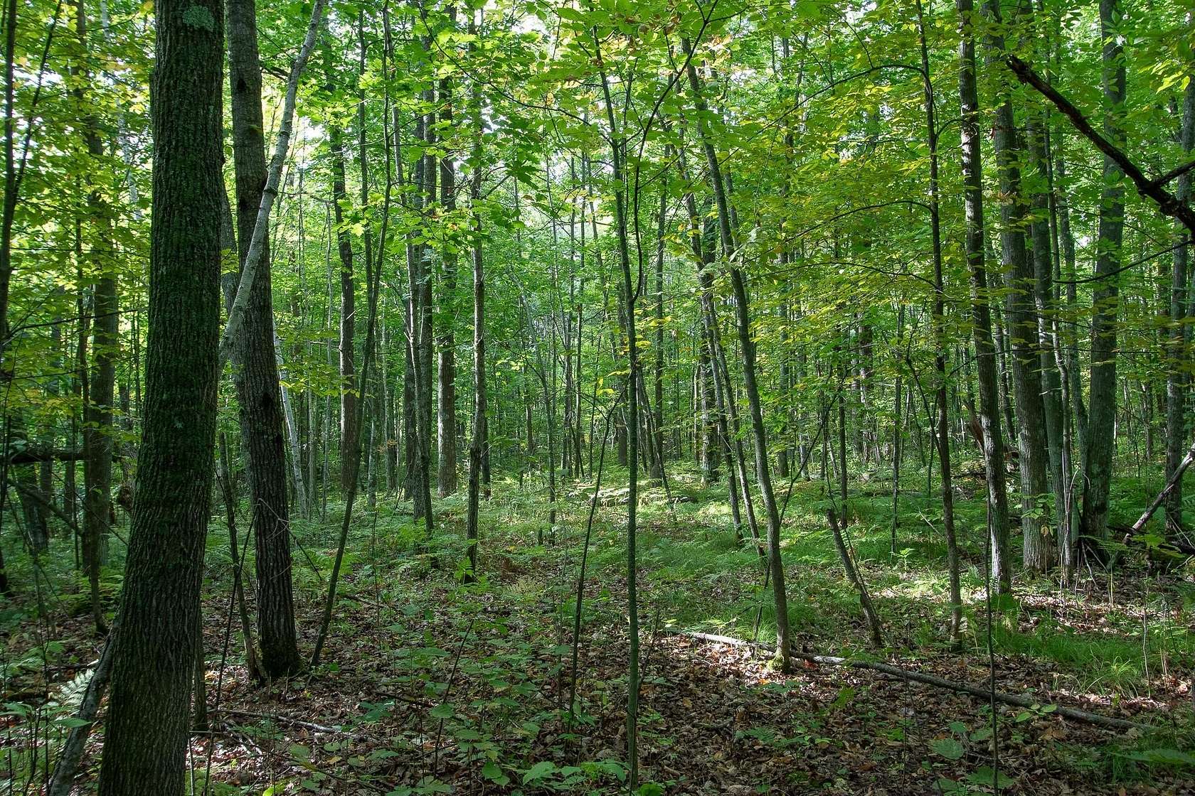 6.67 Acres of Land for Sale in Hinckley, Minnesota