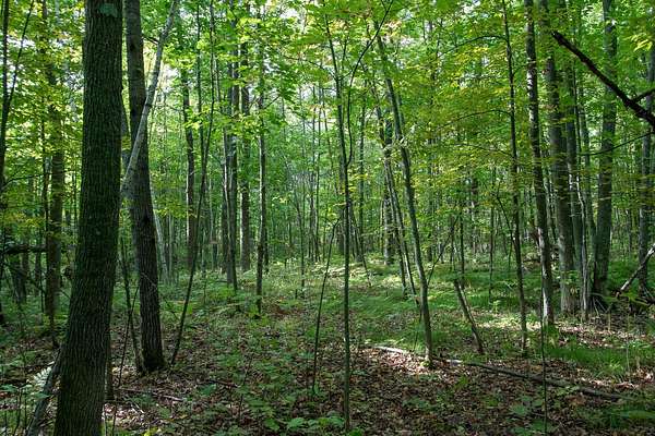 6.67 Acres of Land for Sale in Hinckley, Minnesota