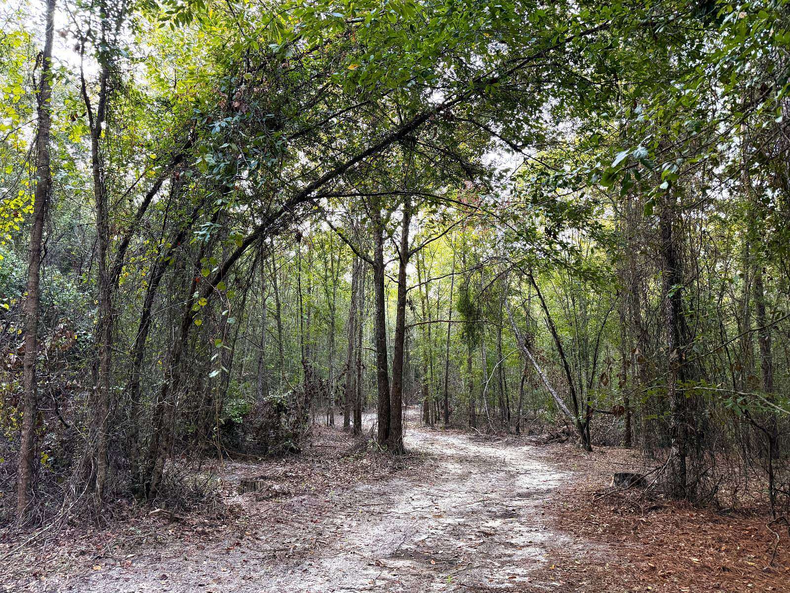 32 Acres of Land for Auction in Twin City, Georgia