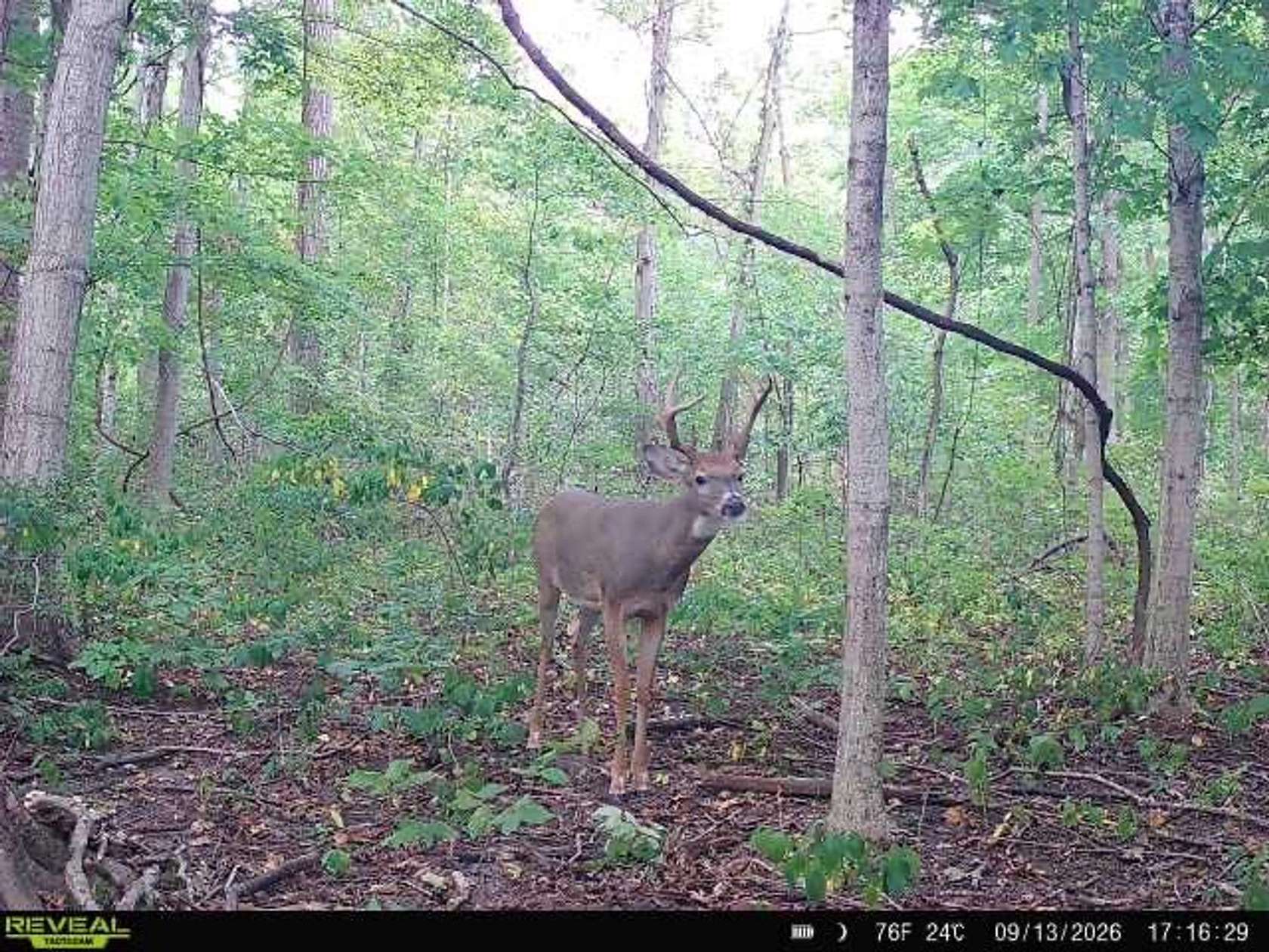 67 Acres of Recreational Land for Auction in Columbia City, Indiana