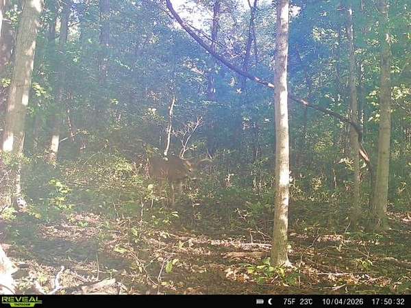 67 Acres of Recreational Land for Auction in Columbia City, Indiana