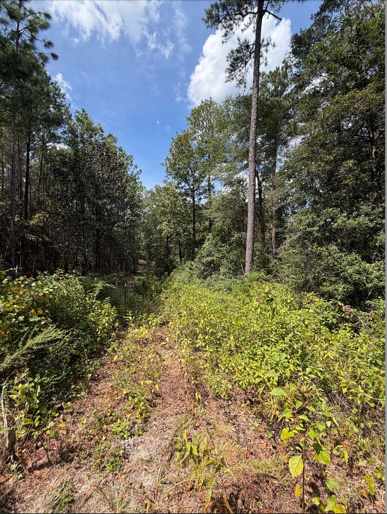 7.7 Acres of Residential Land for Sale in East Brewton, Alabama