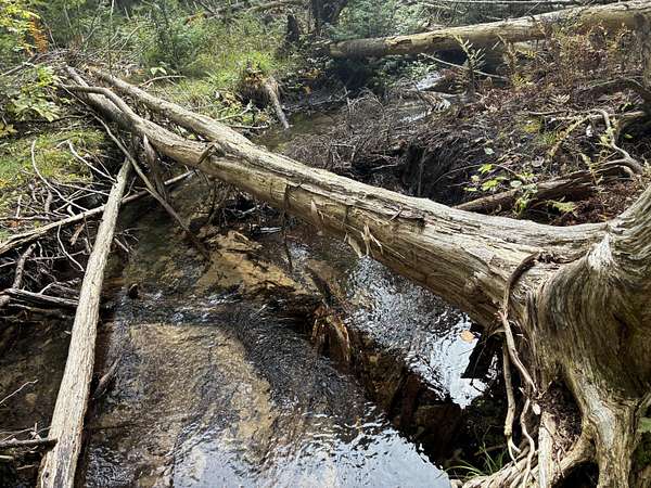 10 Acres of Recreational Land for Sale in Wolverine, Michigan