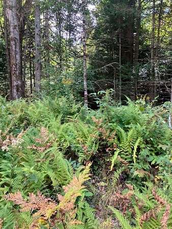 10.1 Acres of Recreational Land for Sale in Morgan, Vermont