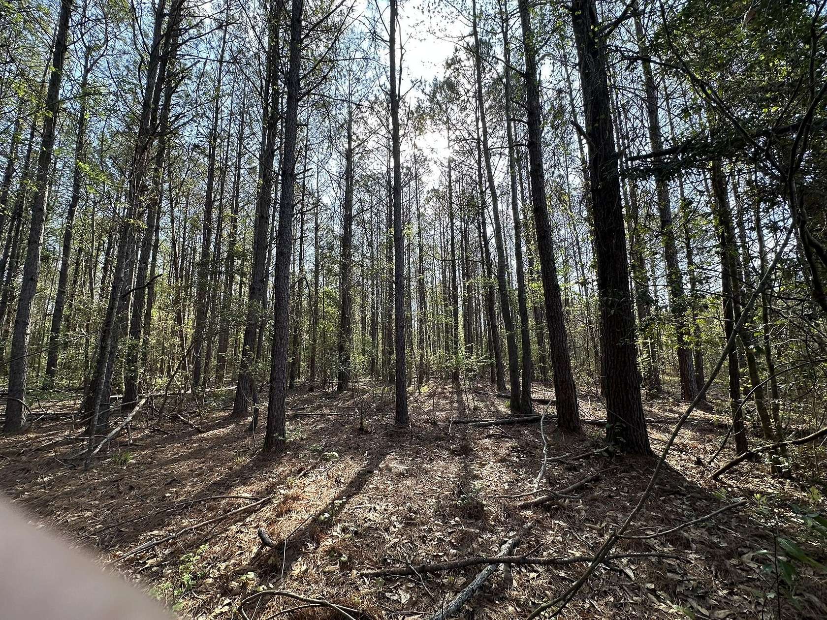 33.7 Acres of Recreational & Residential Land for Sale in Frisco City, Alabama