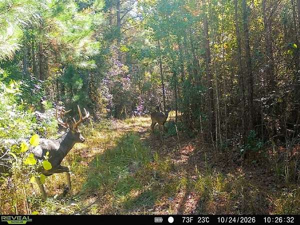 33.7 Acres of Recreational & Residential Land for Sale in Frisco City, Alabama