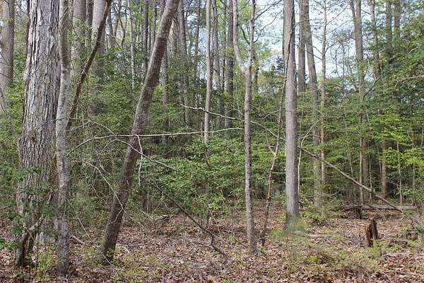 0.33 Acres of Land for Sale in Greenbackville, Virginia