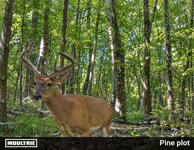 288 Acres of Land for Sale in Tishomingo, Mississippi