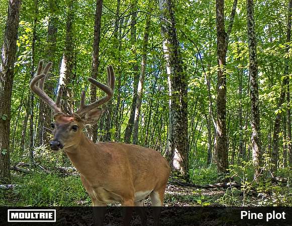 288 Acres of Land for Sale in Tishomingo, Mississippi
