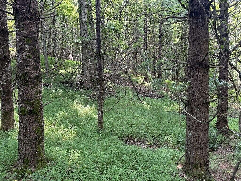 30.2 Acres of Land for Sale in Galax, Virginia