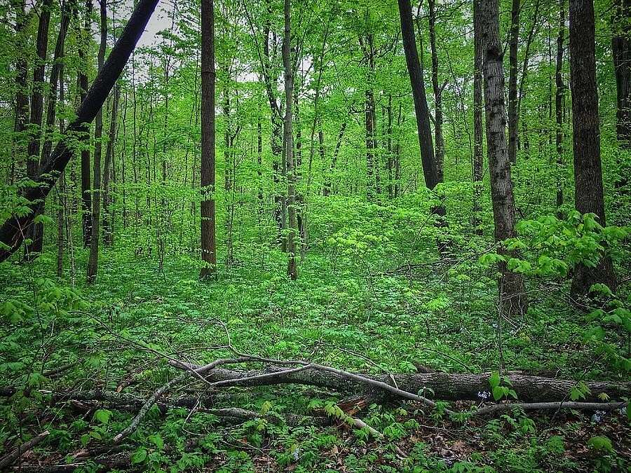5.24 Acres of Land for Sale in Dunlap, Tennessee