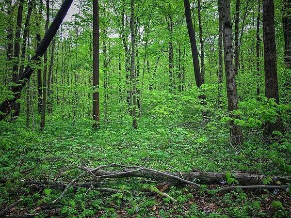 5.24 Acres of Land for Sale in Dunlap, Tennessee