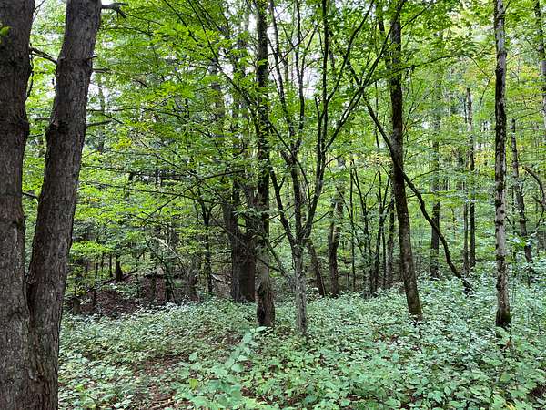 47.3 Acres of Recreational & Residential Land for Sale in Holland Patent, New York