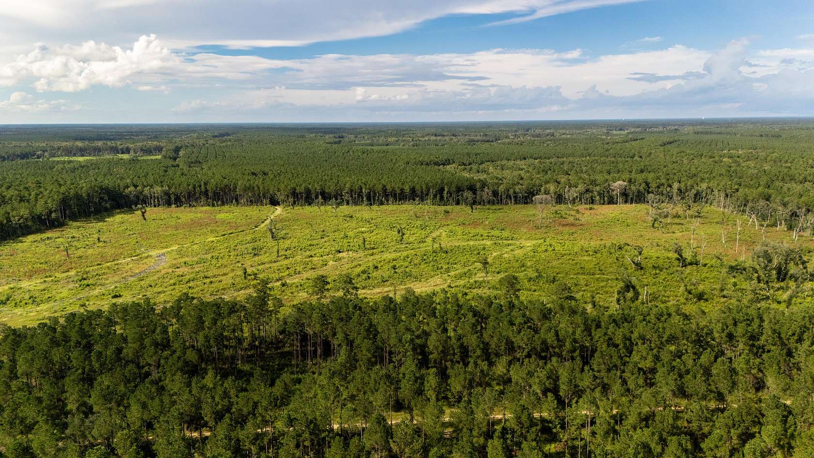79.5 Acres of Land for Sale in Adams Run, South Carolina