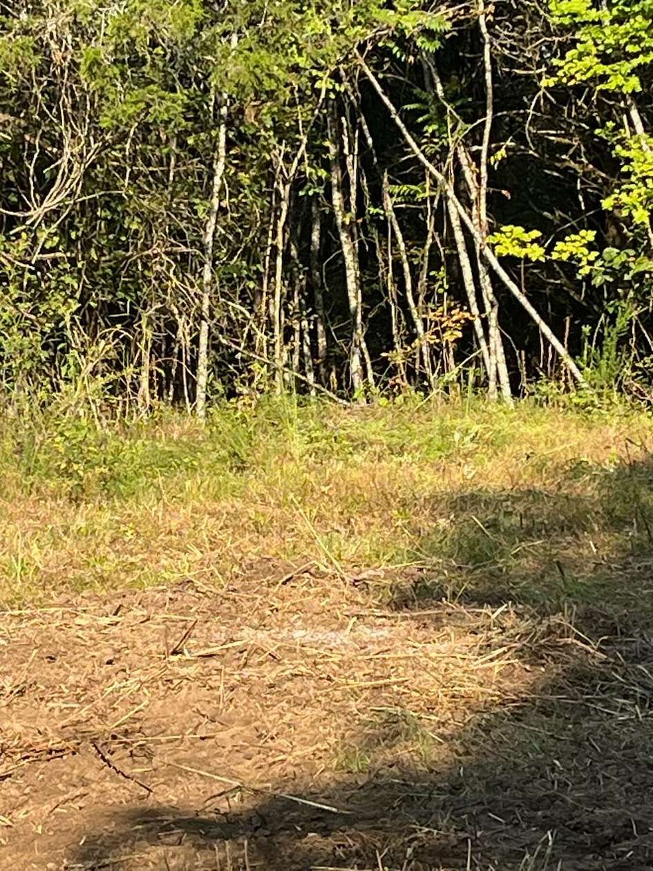 11.5 Acres of Recreational & Residential Land for Sale in Burkesville, Kentucky