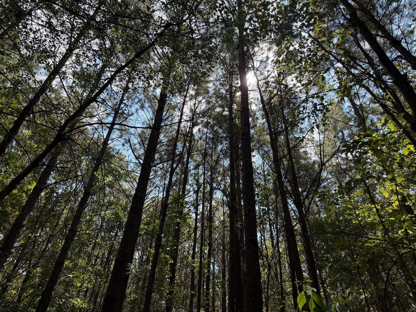 15 Acres of Recreational & Residential Land for Sale in Quitman, Louisiana