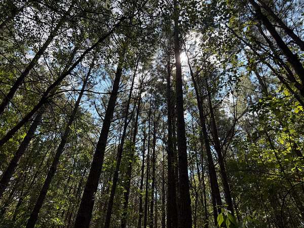 15 Acres of Recreational & Residential Land for Sale in Quitman, Louisiana