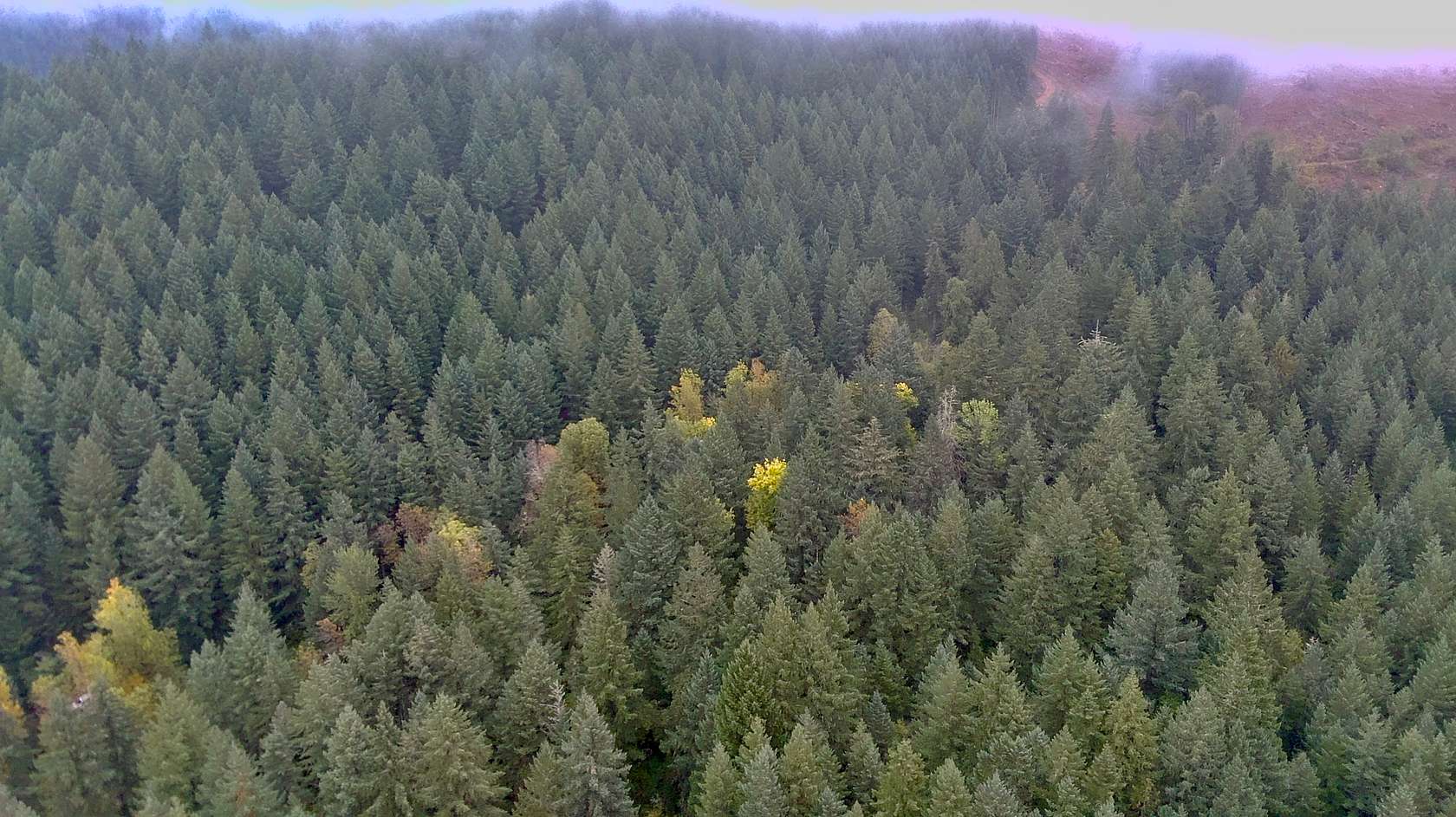 40 Acres of Recreational Land for Auction in Dorena, Oregon