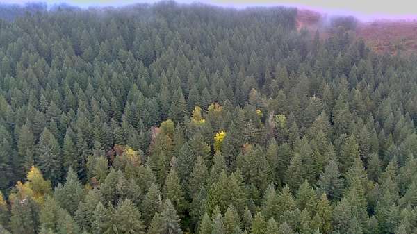 40 Acres of Recreational Land for Auction in Dorena, Oregon