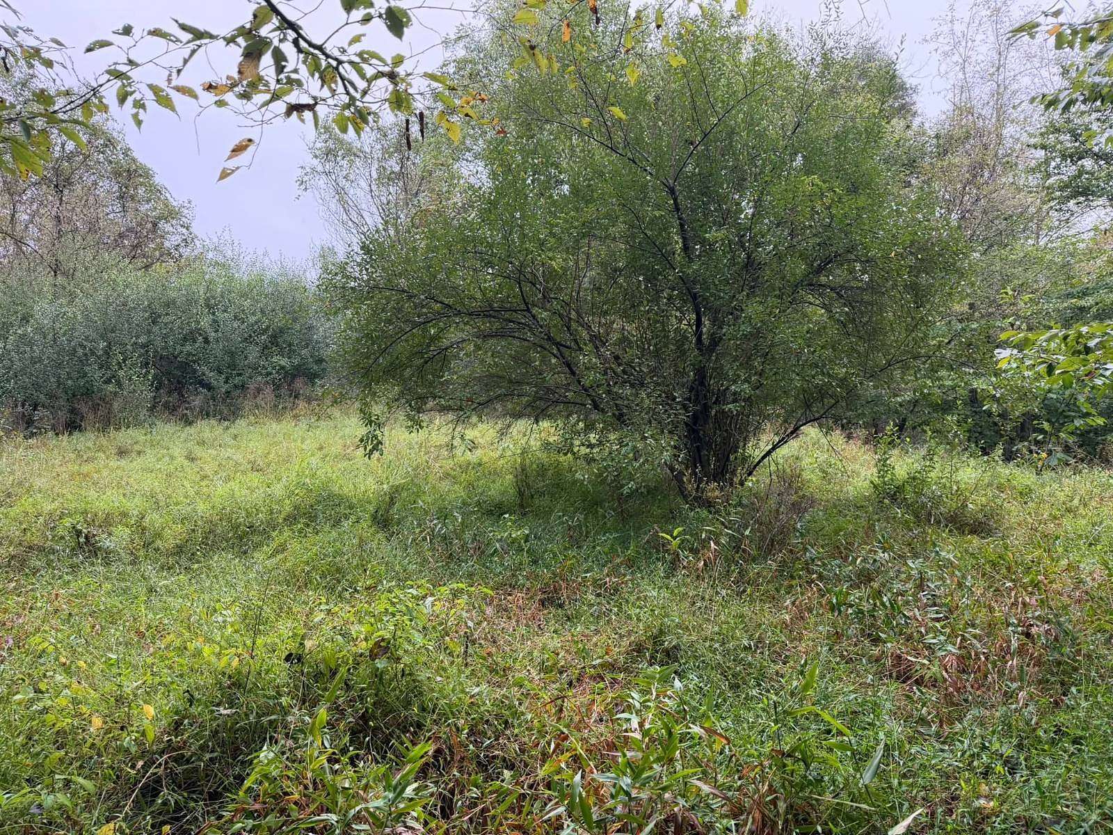 24.8 Acres of Land for Sale in Spencer, West Virginia
